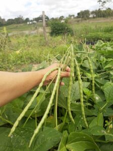 2ª temporada do UniVERciência começa com reportagens sobre ciências, tecnologia e melhoramento vegetal